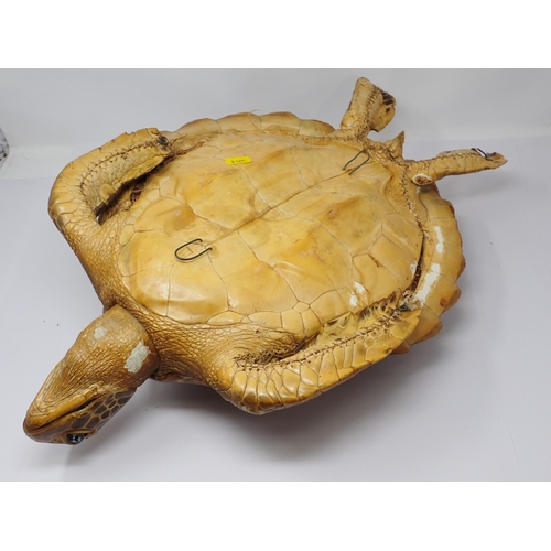 1523 - An antique taxidermy specimen of a Hawksbill Turtle 1ft 11in L