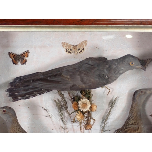 1524 - An antique rosewood framed and glazed taxidermy Case displaying an adult male Cuckoo and two Corncra... 