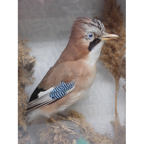 1525 - An antique ebonised and glazed taxidermy Case with waved silvered slip displaying a mounted Jay 1ft ... 