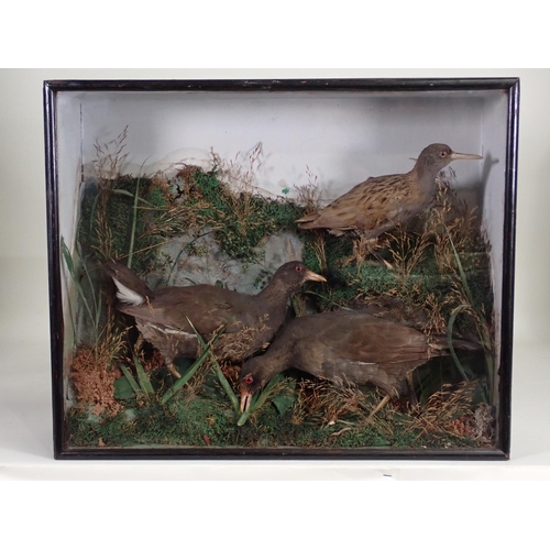 1529 - An antique ebonised and glazed taxidermy Case displaying a Water Rail and two Moorhens amongst grass... 