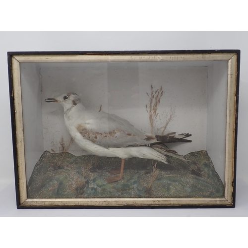 1530 - An antique ebonised and glazed taxidermy Case displaying a mounted first winter Black-headed Gull on... 