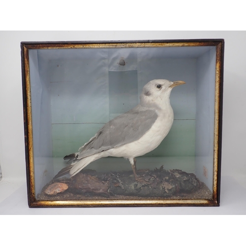 1531 - An antique ebonised and glazed taxidermy Case displaying an adult Kittiwake on rock effect base with... 