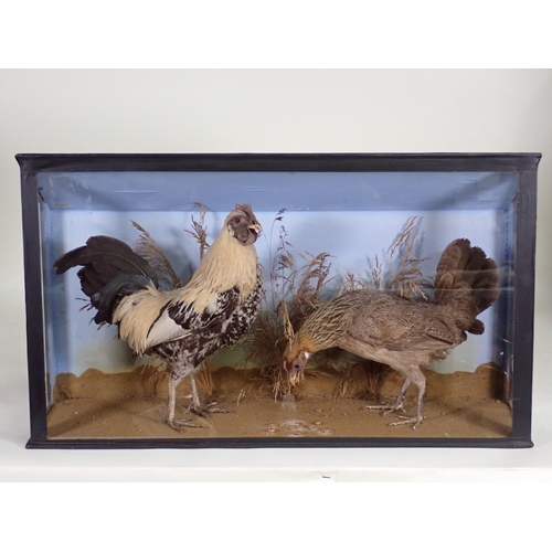 1537 - An ebonised and glazed taxidermy Case displaying a pair of Bantams 2ft 1in W x 1ft 2in H