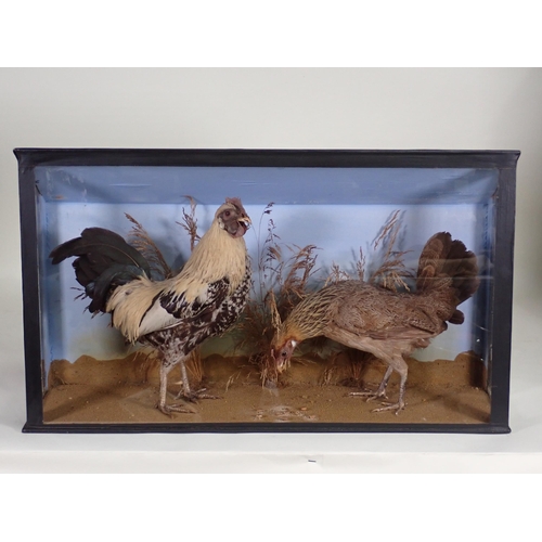 1537 - An ebonised and glazed taxidermy Case displaying a pair of Bantams 2ft 1in W x 1ft 2in H