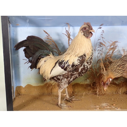 1537 - An ebonised and glazed taxidermy Case displaying a pair of Bantams 2ft 1in W x 1ft 2in H