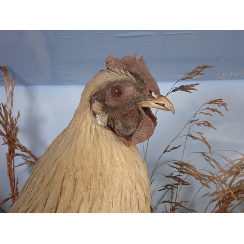 1537 - An ebonised and glazed taxidermy Case displaying a pair of Bantams 2ft 1in W x 1ft 2in H