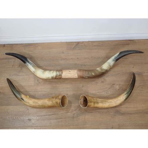 1538 - Two sets of Cow Horns, each horn c.2ft 2in L