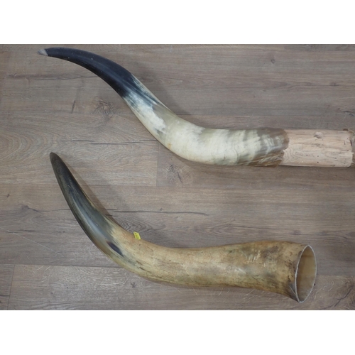 1538 - Two sets of Cow Horns, each horn c.2ft 2in L