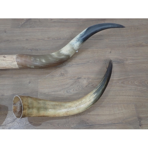 1538 - Two sets of Cow Horns, each horn c.2ft 2in L