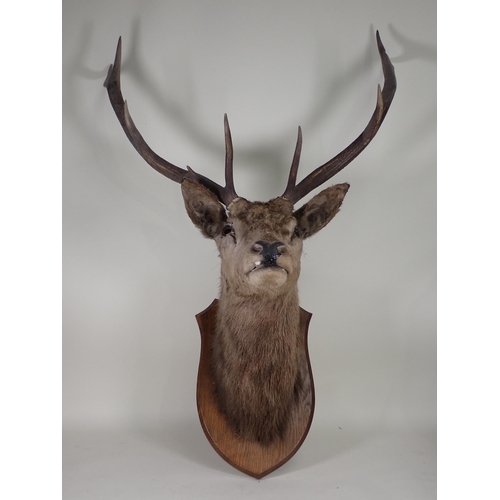 1540 - An antique taxidermy neck mounted nine point Red Stag Head on oak shield