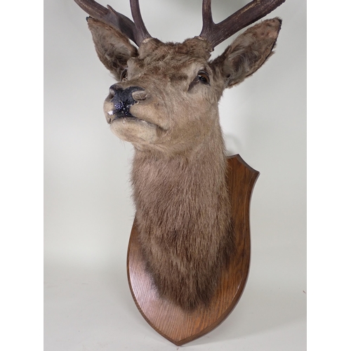 1540 - An antique taxidermy neck mounted nine point Red Stag Head on oak shield