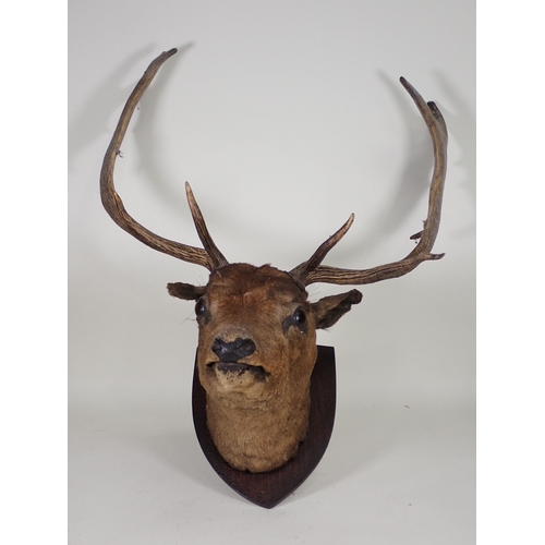 1541 - An antique taxidermy neck mounted Fallow Buck Head on oak shield