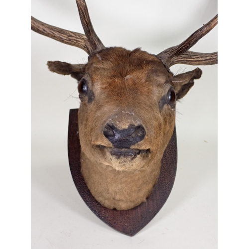 1541 - An antique taxidermy neck mounted Fallow Buck Head on oak shield