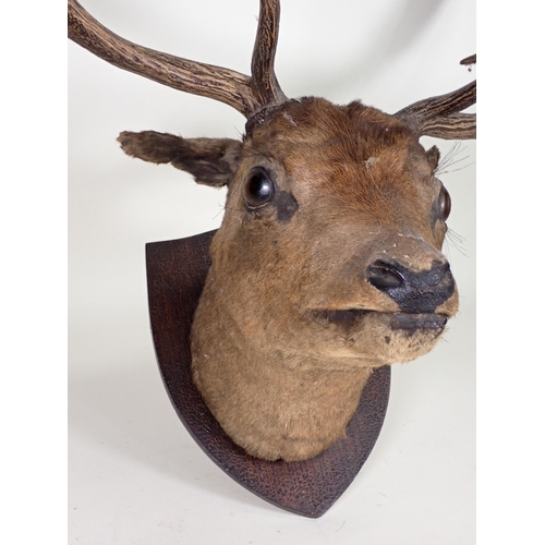 1541 - An antique taxidermy neck mounted Fallow Buck Head on oak shield