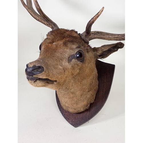 1541 - An antique taxidermy neck mounted Fallow Buck Head on oak shield