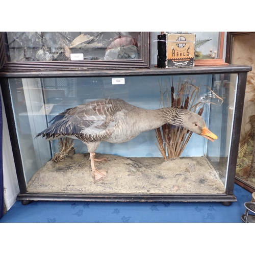 1528 - An antique ebonised and glazed taxidermy Case displaying a Greylag Goose on estuarine mud effect bas... 