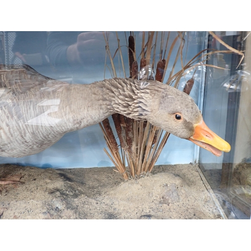 1528 - An antique ebonised and glazed taxidermy Case displaying a Greylag Goose on estuarine mud effect bas... 