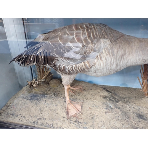 1528 - An antique ebonised and glazed taxidermy Case displaying a Greylag Goose on estuarine mud effect bas... 