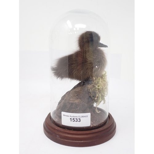 1533 - A taxidermy Dome displaying a duckling 7 1/2in H