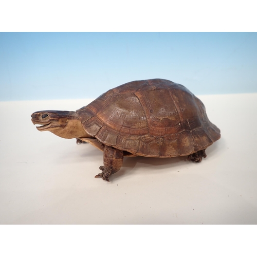 1534 - An antique taxidermy Tortoise 6 1/2in L