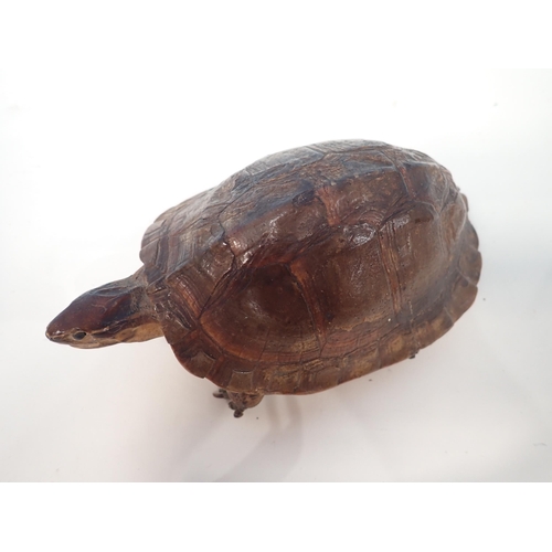 1534 - An antique taxidermy Tortoise 6 1/2in L