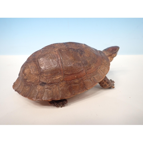 1534 - An antique taxidermy Tortoise 6 1/2in L