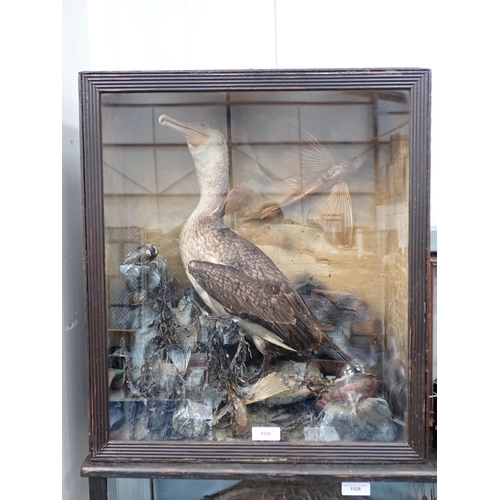 1535 - An ebonised and glazed taxidermy Case displaying a juvenile Cormorant on seaweed covered rocks 2ft 1... 