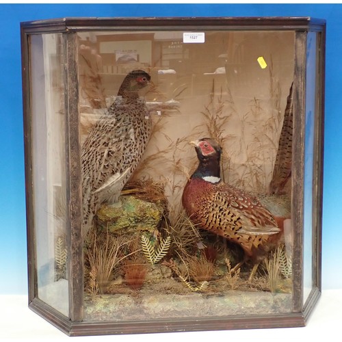 1527 - An antique taxidermy Case displaying a pair of mounted Pheasants on rock effect base amongst grasses... 