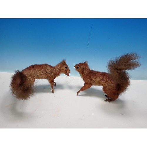 1539 - Two taxidermy specimens of Red Squirrels