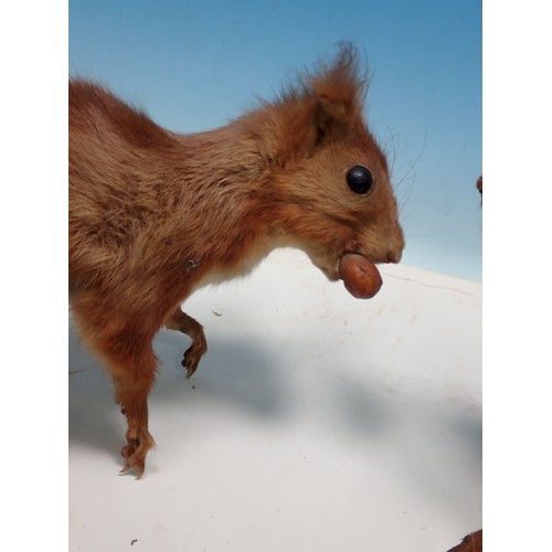 1539 - Two taxidermy specimens of Red Squirrels