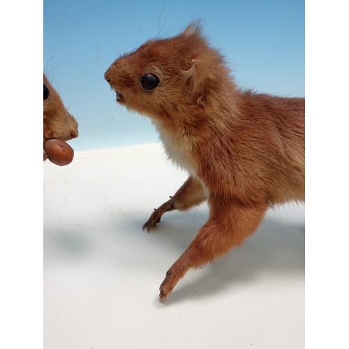 1539 - Two taxidermy specimens of Red Squirrels