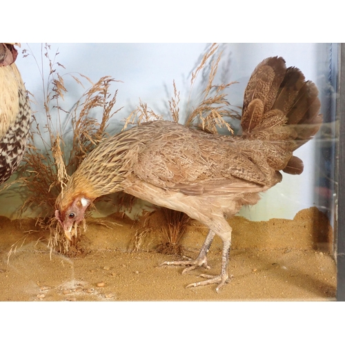 9 - An ebonised and glazed taxidermy Case displaying a pair of Bantams 2ft 1in W x 1ft 2in H