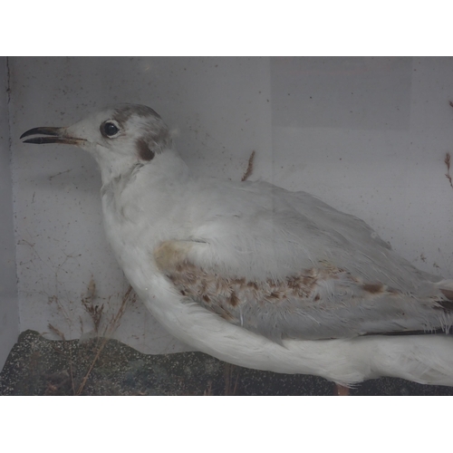 44 - An antique ebonised and glazed taxidermy Case displaying a mounted first winter Black-headed Gull on... 