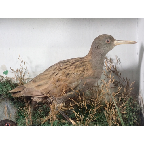 47 - An antique ebonised and glazed taxidermy Case displaying a Water Rail and two Moorhens amongst grass... 