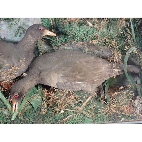 47 - An antique ebonised and glazed taxidermy Case displaying a Water Rail and two Moorhens amongst grass... 