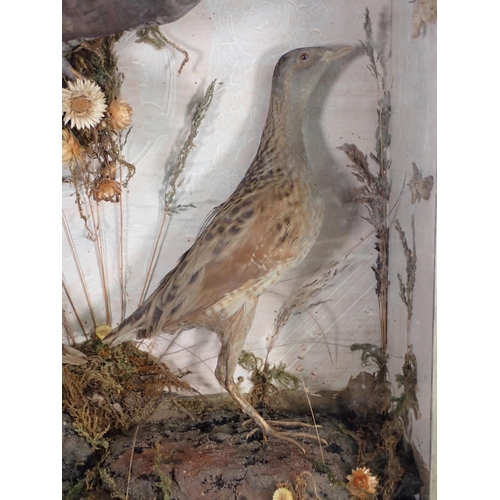 439 - An antique rosewood framed and glazed taxidermy Case displaying an adult male Cuckoo and two Corncra... 