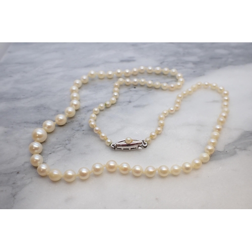 160 - A single row of graduated Cultured Pearls on clasp stamped 925 set single pearl