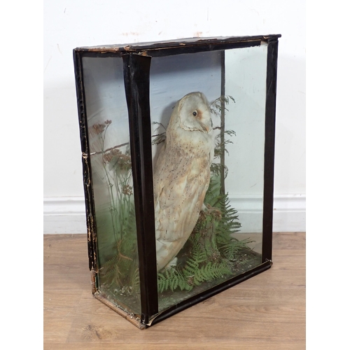 24 - An antique ebonised and glazed taxidermy Case displaying a Barn Owl perched on stump 20in x 15in