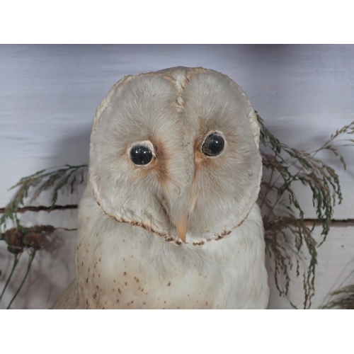 24 - An antique ebonised and glazed taxidermy Case displaying a Barn Owl perched on stump 20in x 15in