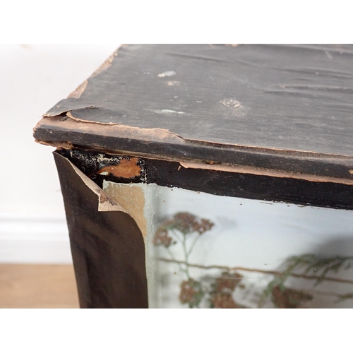 24 - An antique ebonised and glazed taxidermy Case displaying a Barn Owl perched on stump 20in x 15in