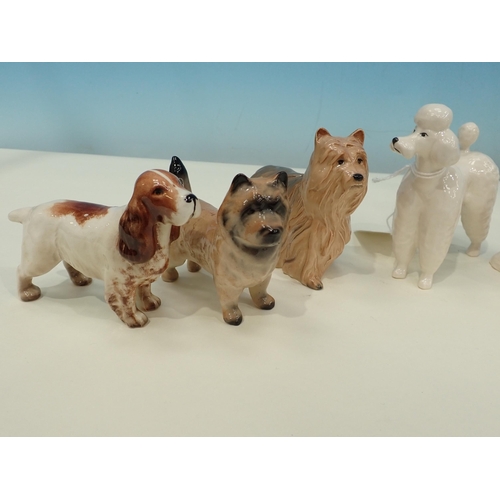 386 - Nine Beswick figures of Dogs: Poodle, Airdale, Terrier, Spaniel, Dalmation, King Charles Spaniel, lo... 