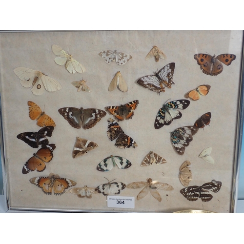 364 - A glazed and framed display of butterflies a pair of mounted butterflies and a Chinese mounted 