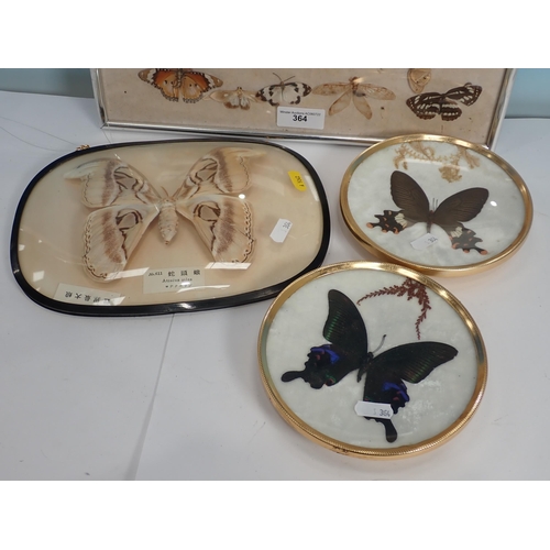 364 - A glazed and framed display of butterflies a pair of mounted butterflies and a Chinese mounted 