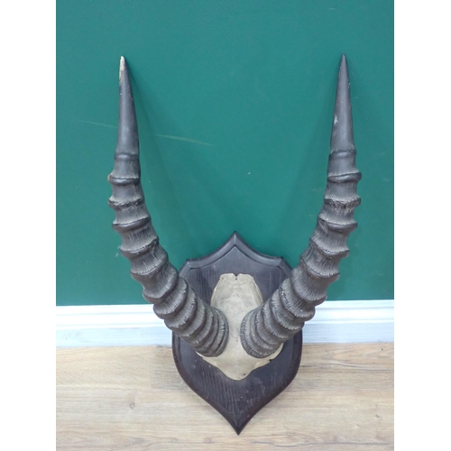 68 - A pair of Kobi Horns on oak shield in the manner of Rowland Ward