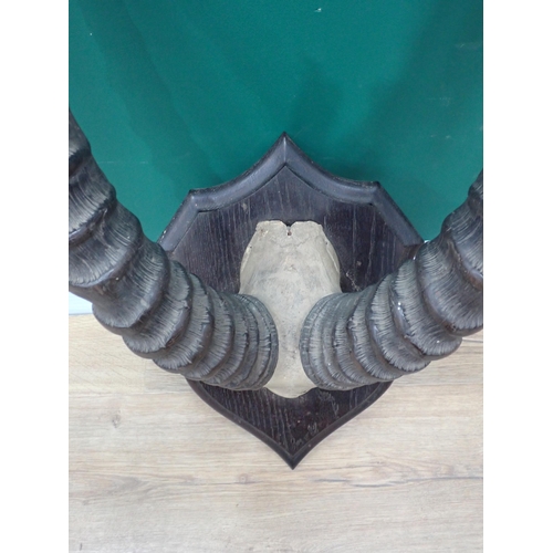 68 - A pair of Kobi Horns on oak shield in the manner of Rowland Ward