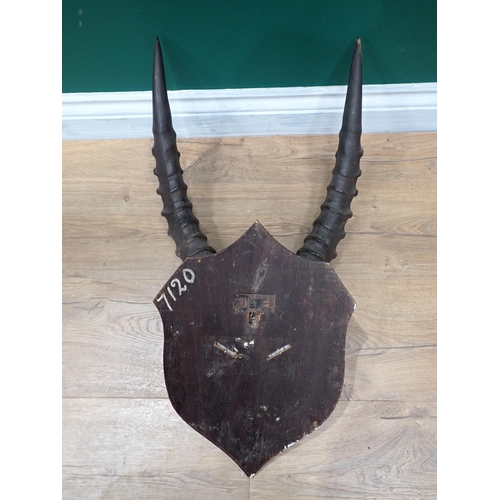 68 - A pair of Kobi Horns on oak shield in the manner of Rowland Ward