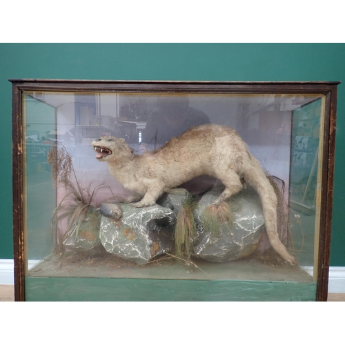 47 - An antique taxidermy Case in the manner of Mountney of Cardiff displaying an Otter with roach prey 3... 