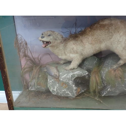 47 - An antique taxidermy Case in the manner of Mountney of Cardiff displaying an Otter with roach prey 3... 