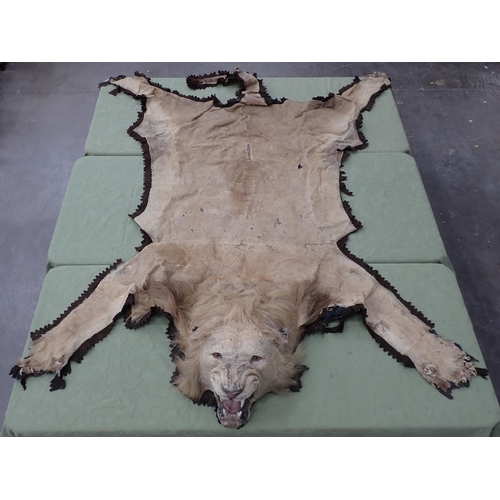 1655 - An antique taxidermy Lion Skin Rug with felt backing and full head mount in roaring attitude, bearin... 