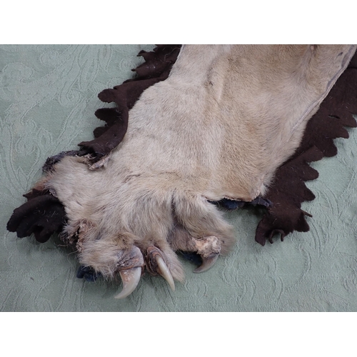 1655 - An antique taxidermy Lion Skin Rug with felt backing and full head mount in roaring attitude, bearin... 